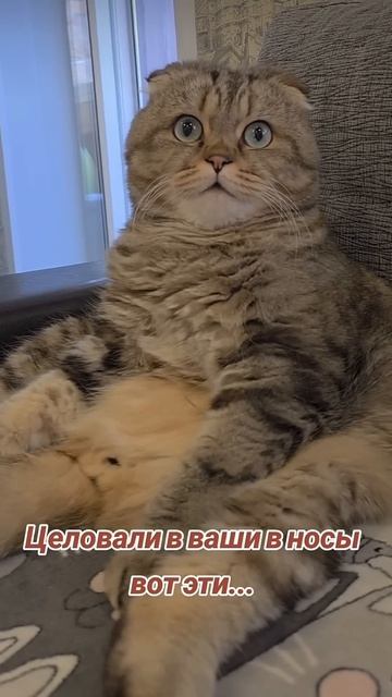 А вы как думаете для чего коты созданы_ 😂😂😂 #cat #веселыекоты #прикольныекоты #котик