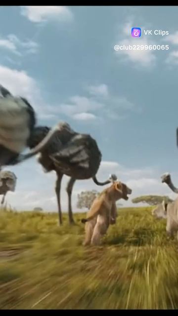 Shorts The Lion King - Spirit