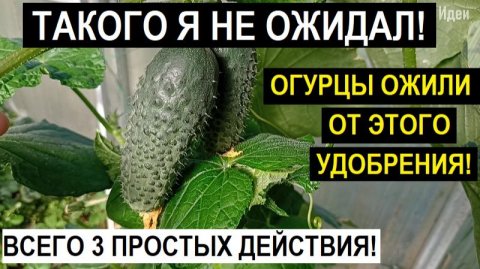 НАТУРАЛЬНОЕ СУПЕР УДОБРЕНИЕ для огурцов!