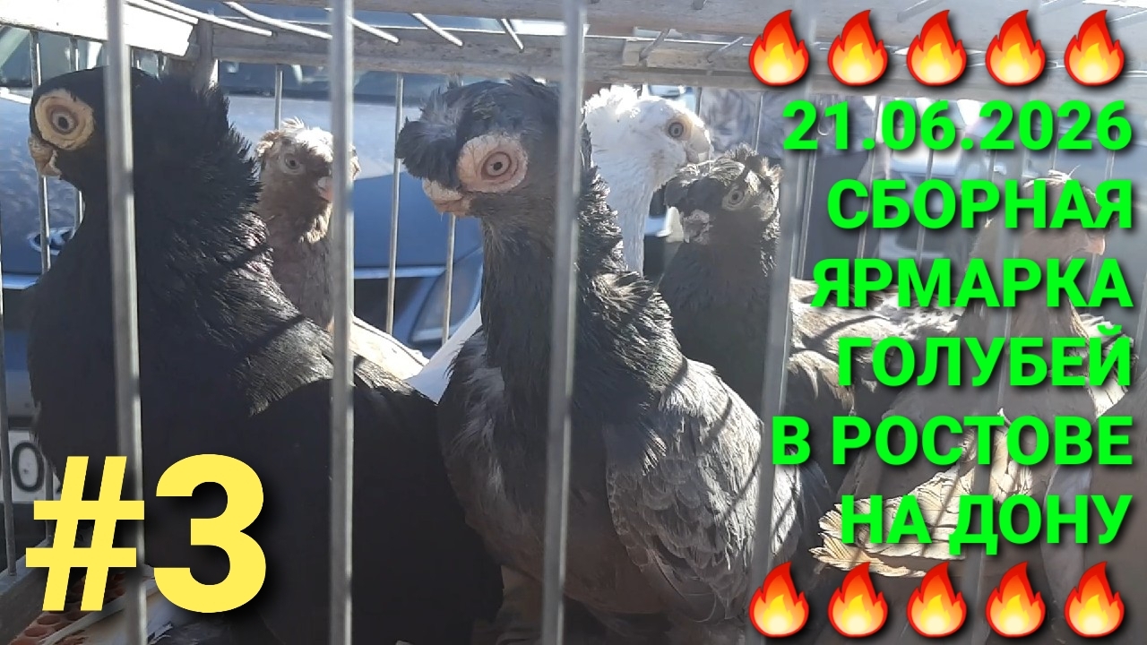 🔥🔥🔥 Ярмарка голубей в Аксае. Птичий рынок 21.06.26. Часть 3.