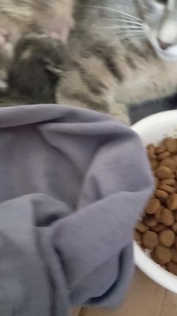 котята 🥰