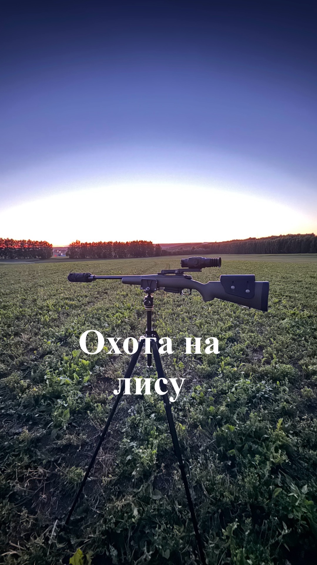 Ночная охота на лису. Регулирование численности хищников