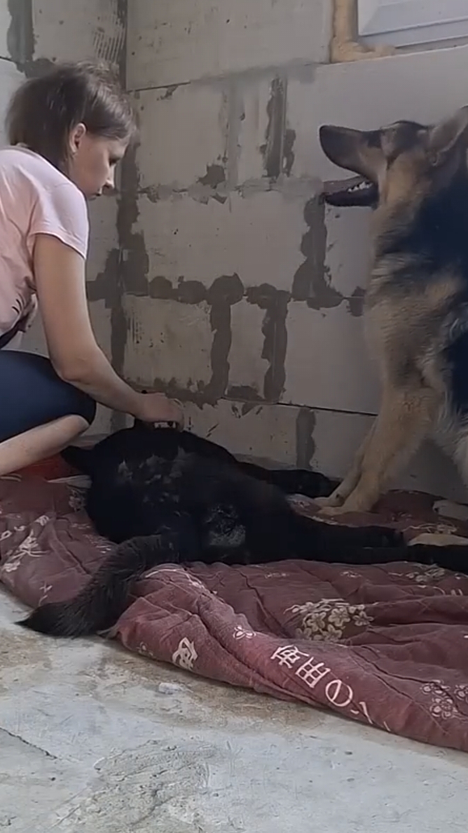 Спасение собаки Случилась БЕДА