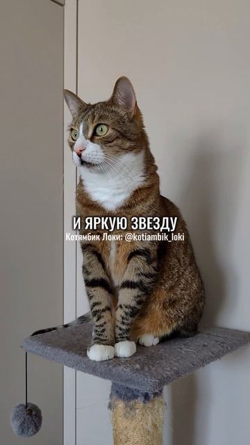 Котямбик романтик💗🌷
