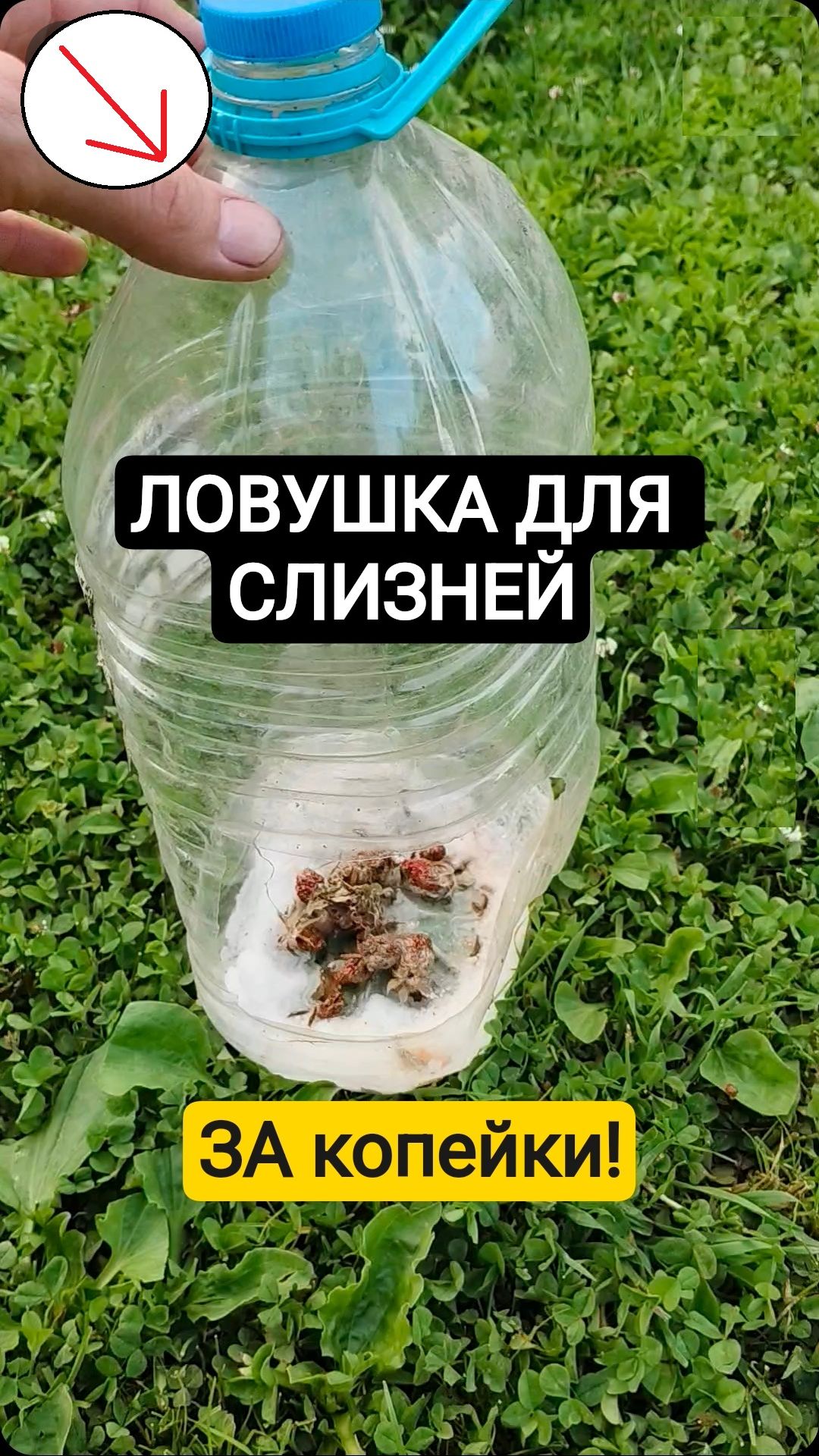 СУПЕР ЛОВУШКА ДЛЯ СЛИЗНЕЙ