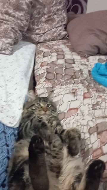 мой кот