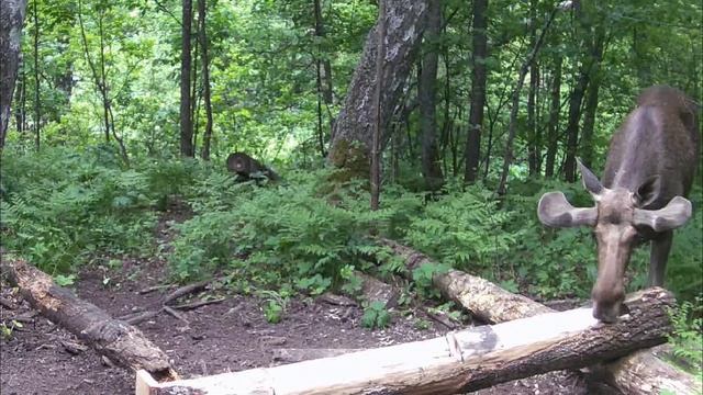 Научно просветительный фильм о Лосях. Чему радуются и от чего грустят.