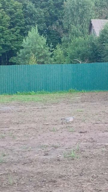 Лесной голубь