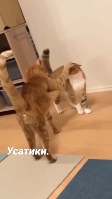 Боевые котики