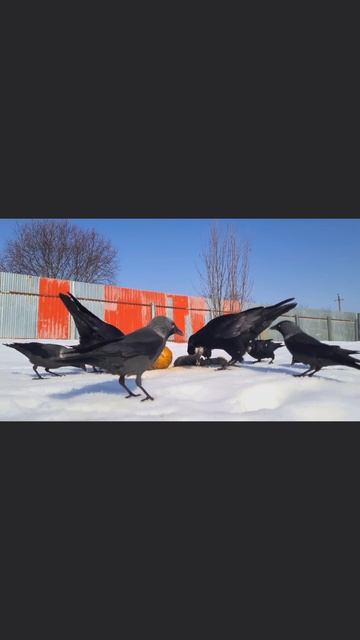 Про релакс и медитацию:
#релакс #медитация #расслабление #звукиприроды #naturesounds #релаксвидео #с