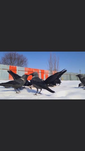 Про релакс и медитацию:
#релакс #медитация #расслабление #звукиприроды #naturesounds #релаксвидео #с