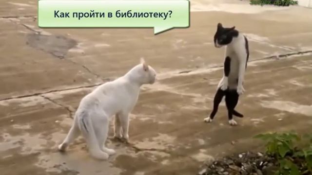 Как ходят животные