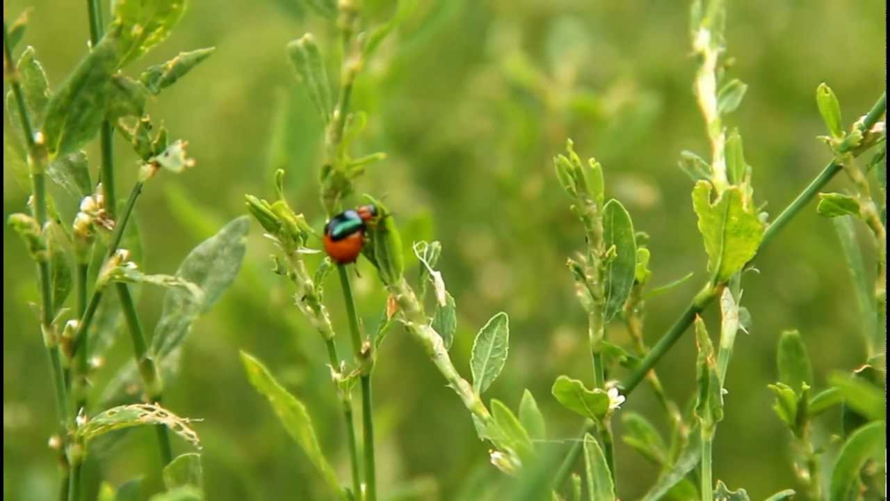тест на Canon 600D 18-135