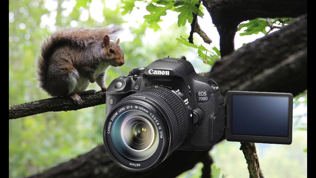 Лондон, Белки и Коты : Canon 700D Video Test ( Canon Rebel T5i )