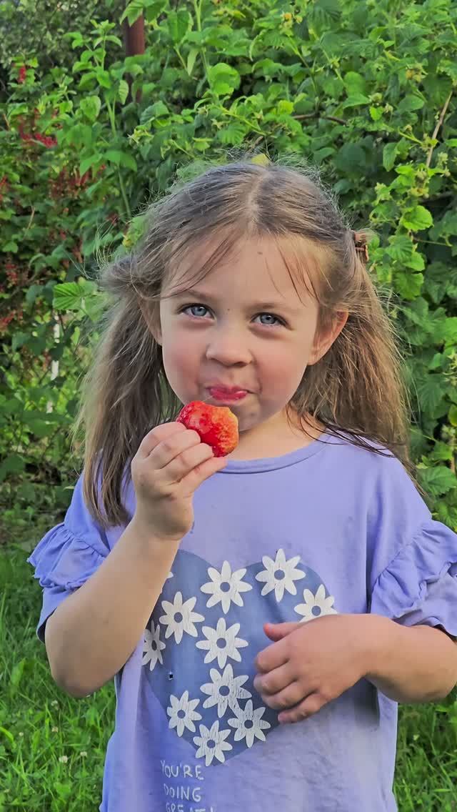 Дачная клубника и Ангелина