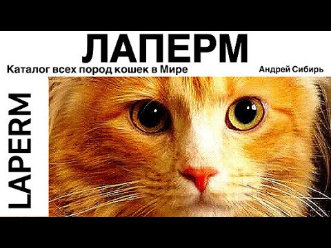 ЛАПЕРМ. ВСЕ ПОРОДЫ КОШЕК МИРА. LAPERM.