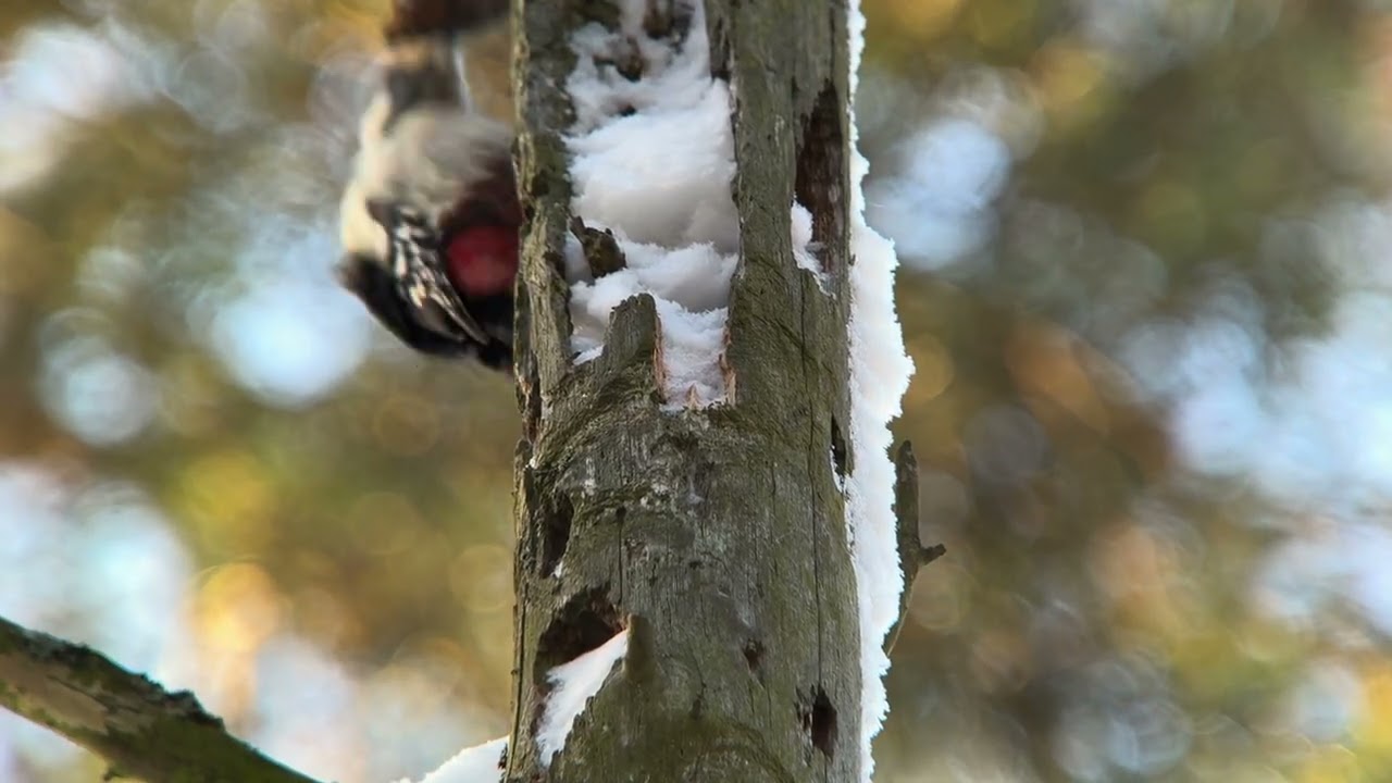 4K Птицы России. Бёрдвотчинг. Birdwatching. Дигископинг. Digiscoping.