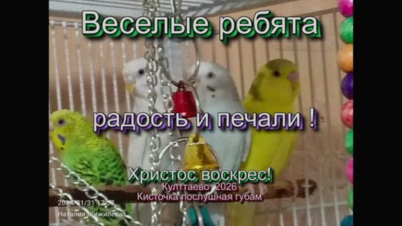 веселые ребята - Радость и печали - 2026