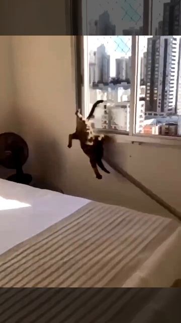 Смешные коты