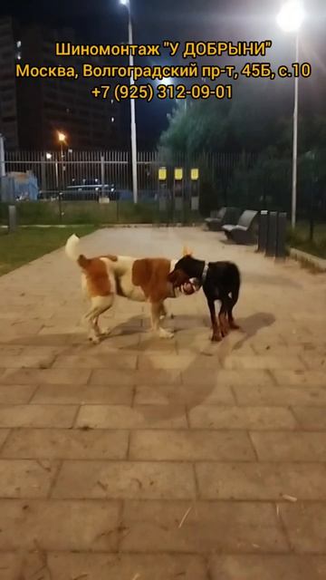 Алабай Гюрза & Доберман Барон! 🐕🐕
