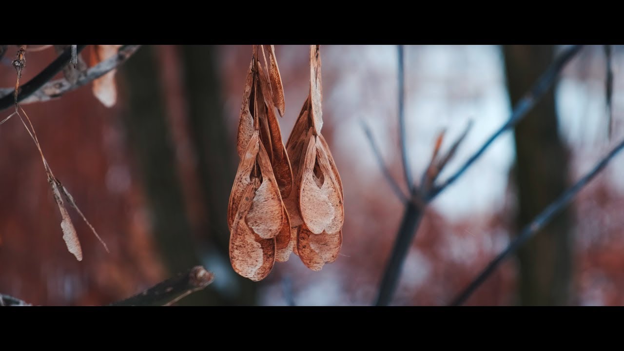 Fujifilm X-T3 | XF 18-55mm F/2.8-4 | 4K 10bit