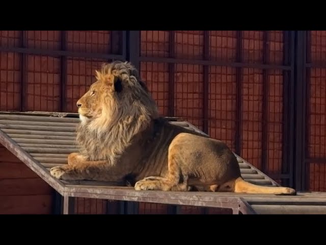 А потом Киара сделает вид что совсем не обращает на Шерхана внимания #lion #bigcat #шерхан