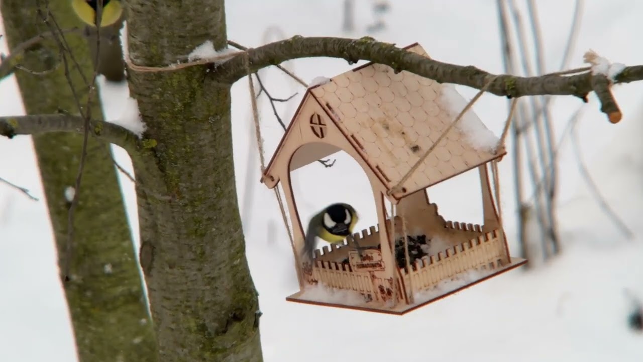 4K Дигископинг Бёрдвотчинг DIGISCOPING 100 метров