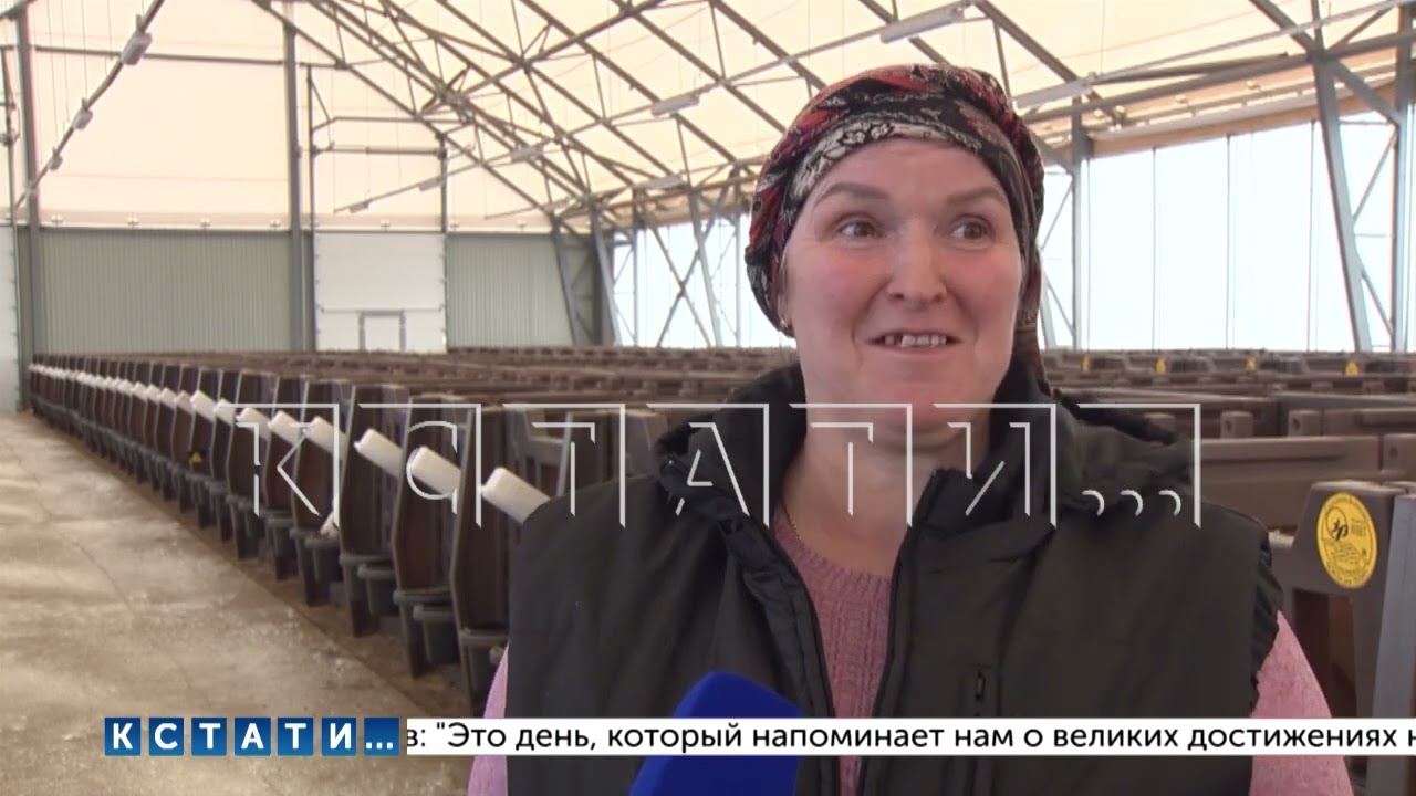 В Гагинском районе начал работу новый животноводческий комплекс на 250 голов крупного рогатого скота