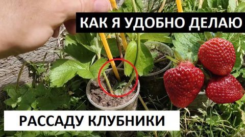 Как делать рассаду клубники, укоренять усы