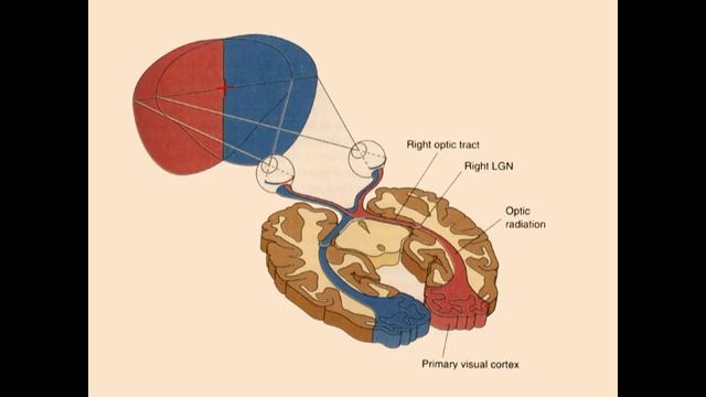 8 The Eye And The Retina (cont'd)