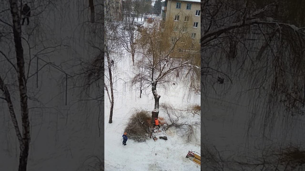 Ивы возле дома 2