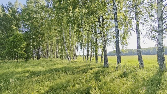Берёзовая роща. Июнь 2026