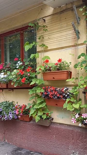 Городские цветы.