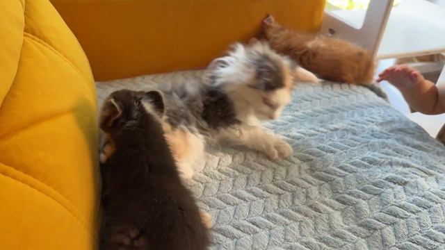 Соболь знакомится с кошками