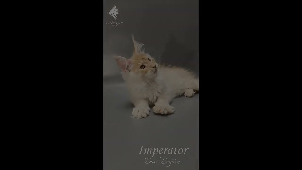 Котёнок мейнкун  Imperator Dark Empirе