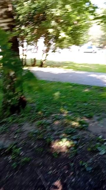 Пополнение кормом и водой ближних кормушек и поилок для воробьёв, синиц и белок 30.06.26.