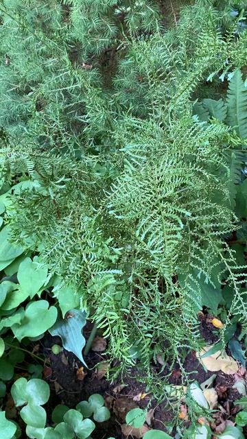 Папоротник Linearis polydactyla Щитовник мужской (Dryopteris filix-mas)