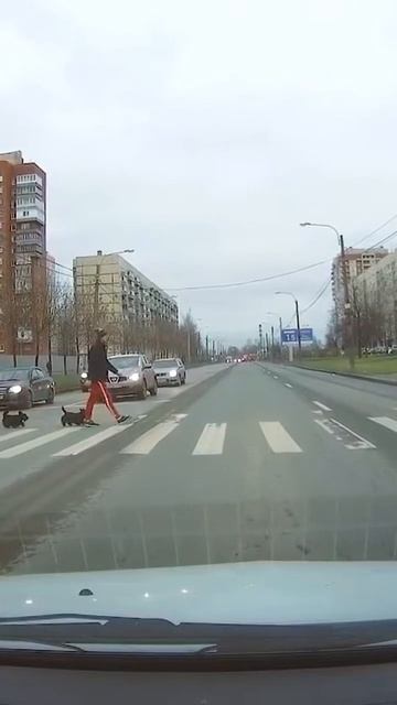 🐾 Идеальная синхронность: марширующие собаки на пешеходном переходе!