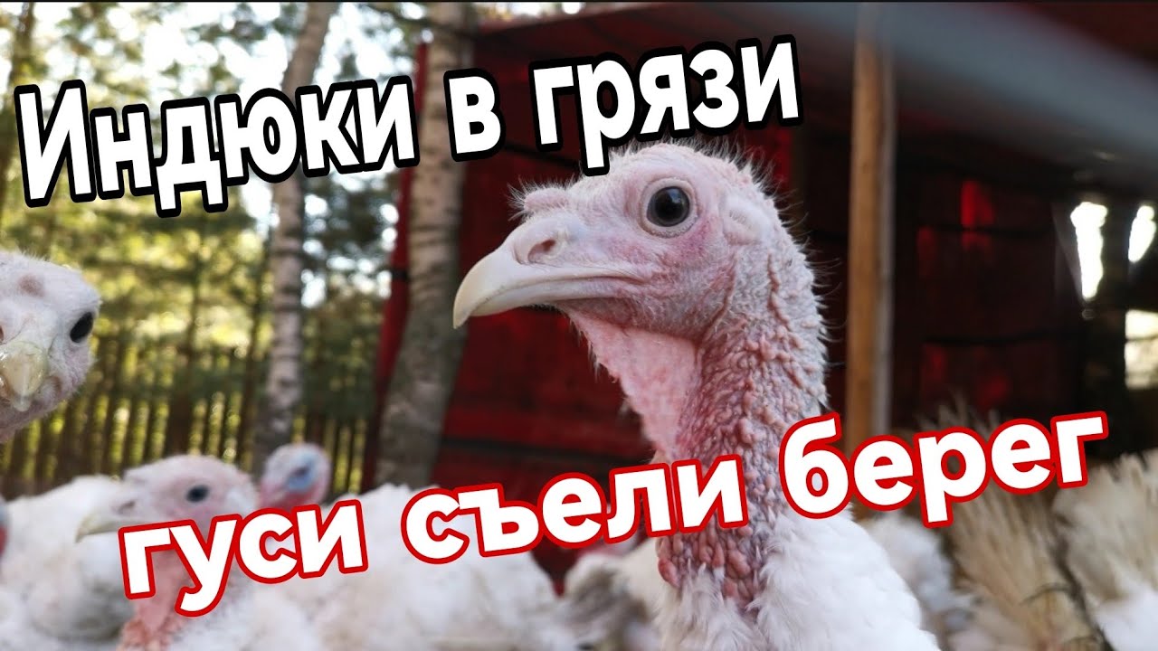 Содержание индюков первый опыт. Наши ошибки