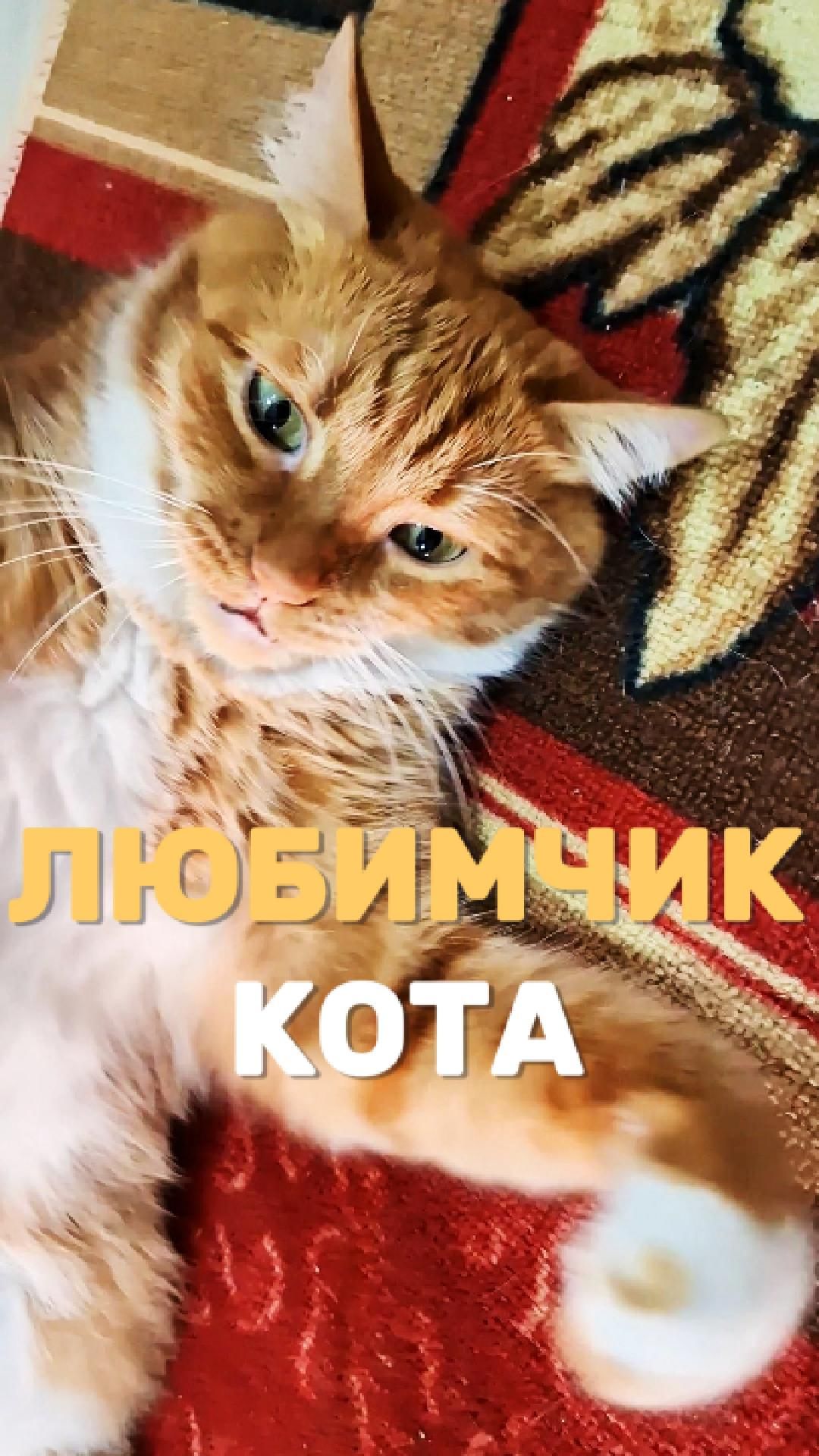 Любимчик кота