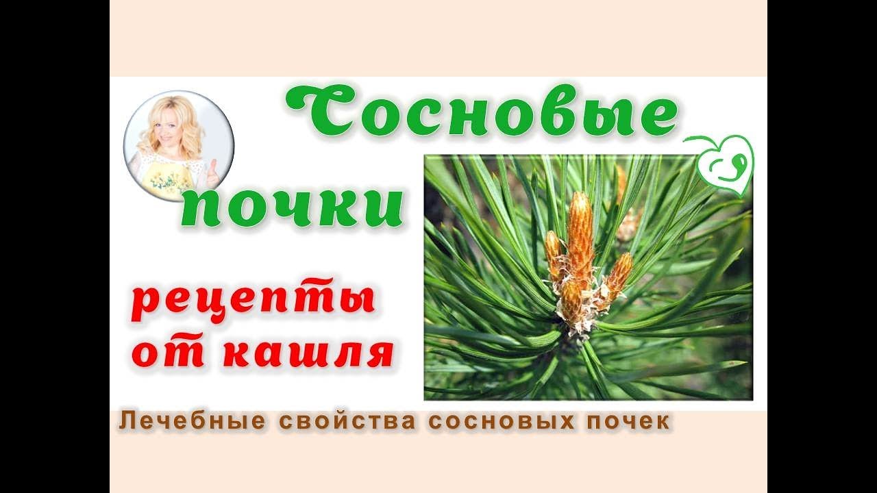 Сосновые почки. Рецепты от кашля. Кашель у ребенка