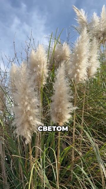Почему сухоцветы теперь в кадре почти каждой съёмки