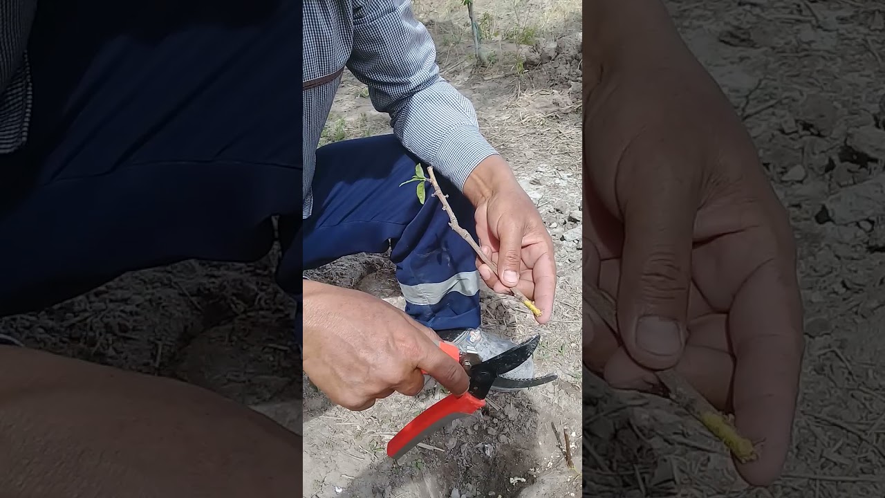 прививка дерева с корня с агрономам ибодуллой