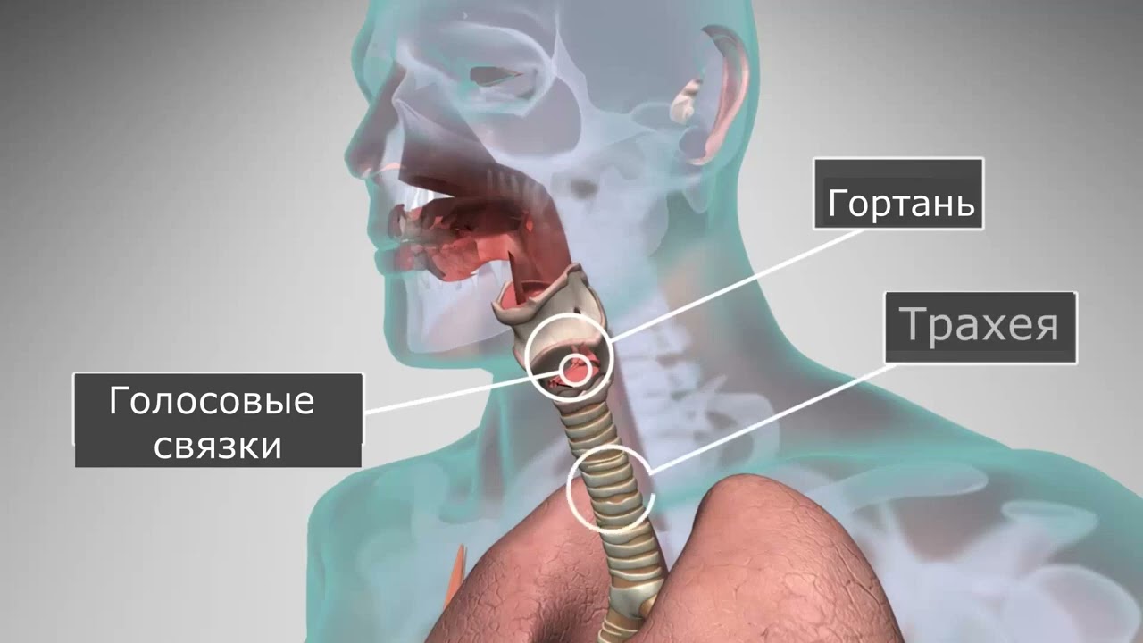  Как образуется голос и речь: физиология и механизмы