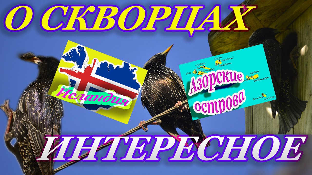 О птицах скворцах. Интересные особенности. #birds #птицы #wildbird #скворцы #birdsong #starlings