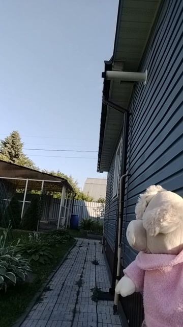 хрюня и бассейн