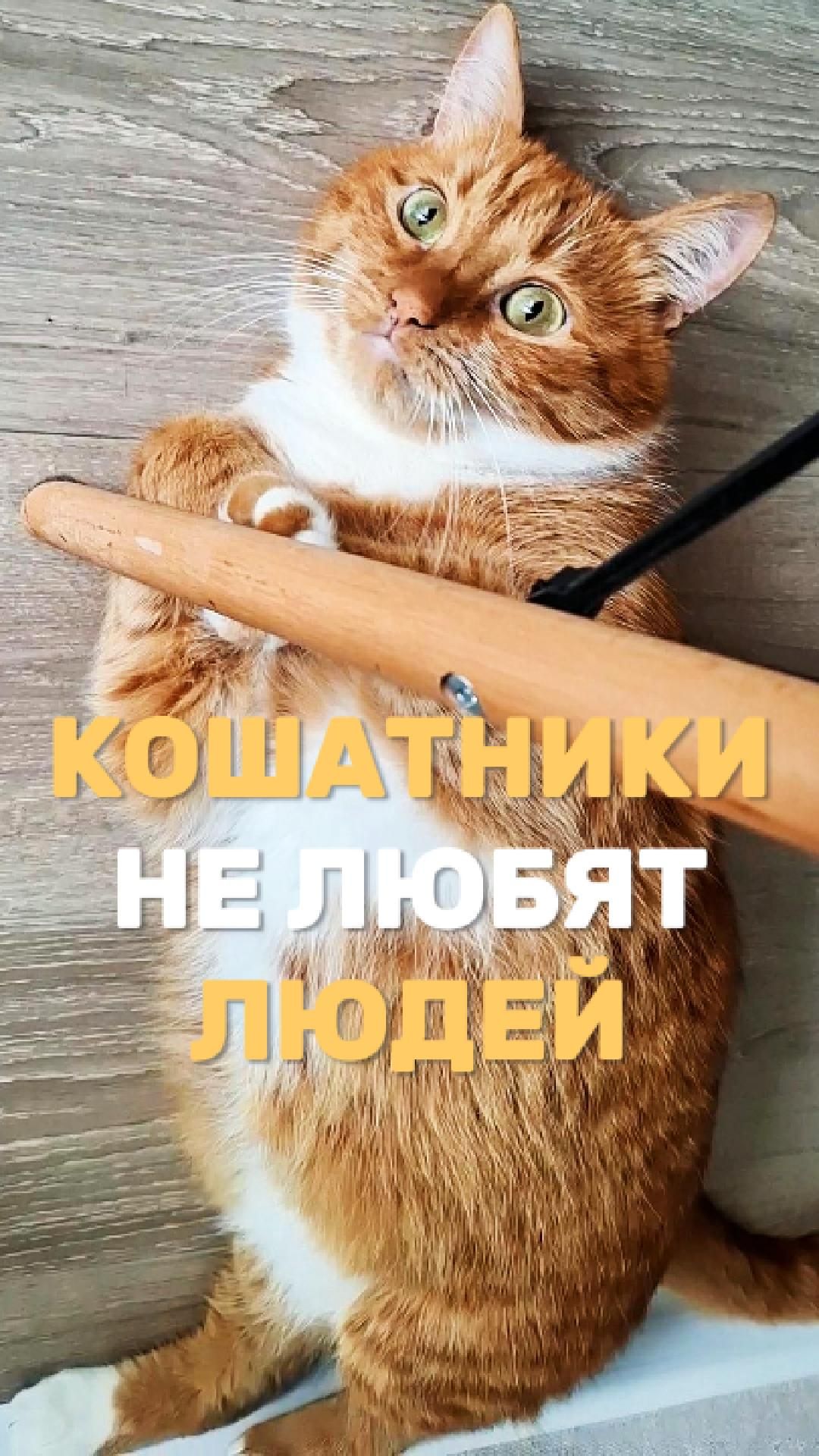 Кошатники не любят людей