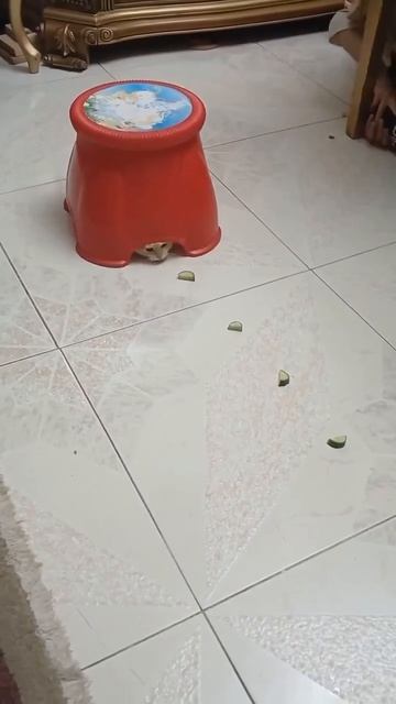 Робот - пылесос
