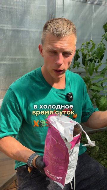 ВЕРШИННАЯ ГНИЛЬ У ТОМАТОВ