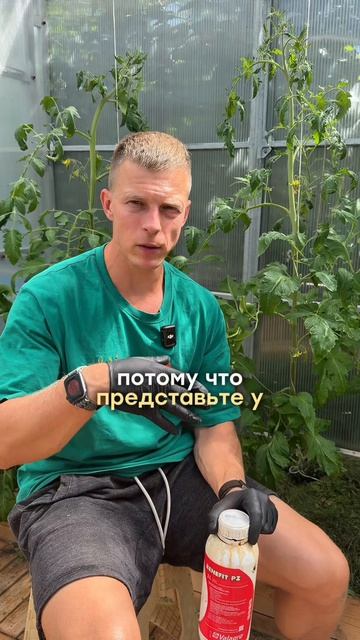 Именно сейчас ты можешь увеличить размер томатов Х2